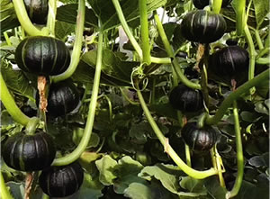 ���б���